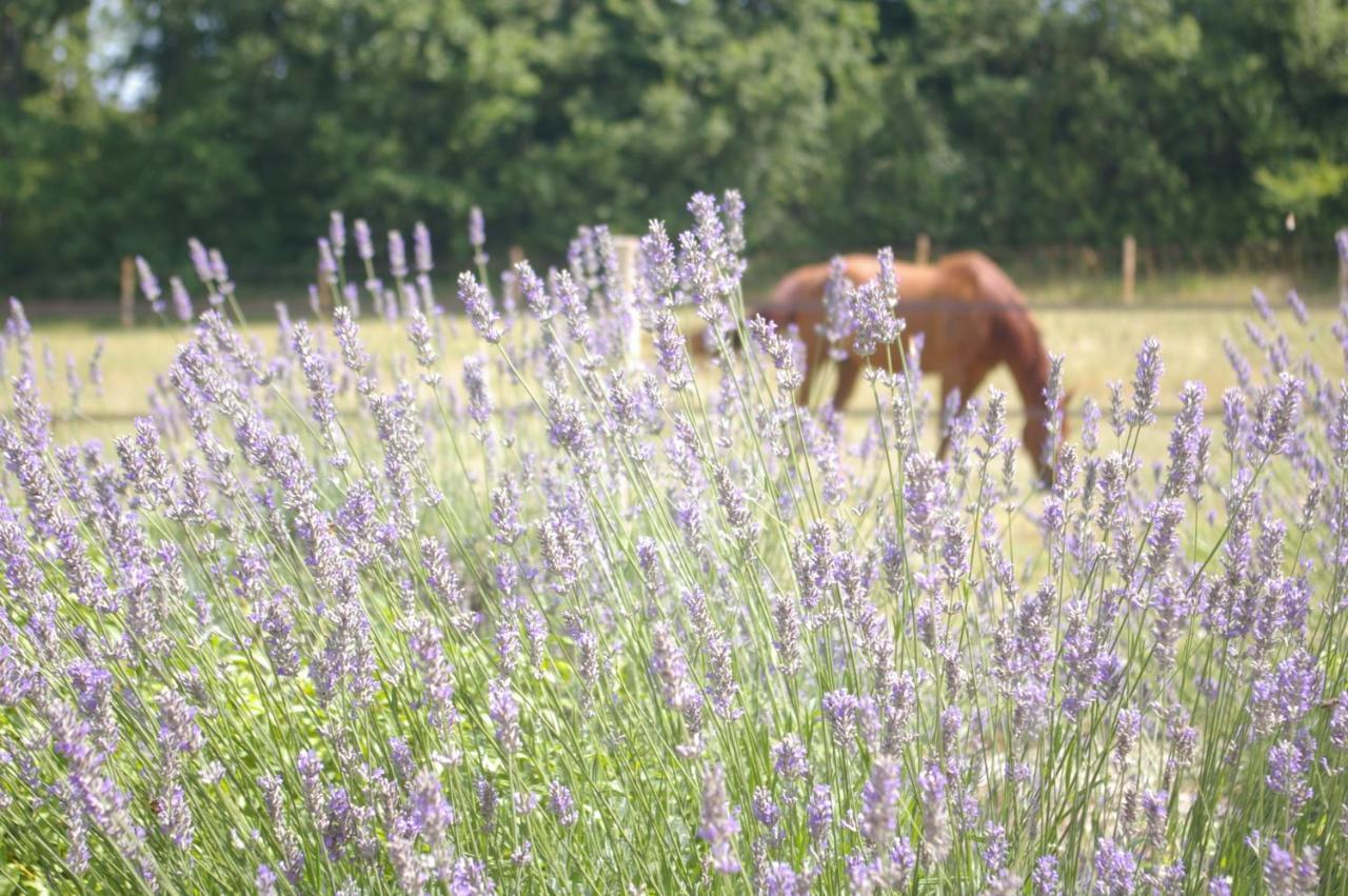 Castel Mazars Bed & Breakfast Castelnau-de-Montmiral Bagian luar foto